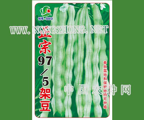 正宗97-5架豆